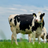 Milking the Future: How Milk ATMs Are Revolutionizing Dairy Farming in Kenya