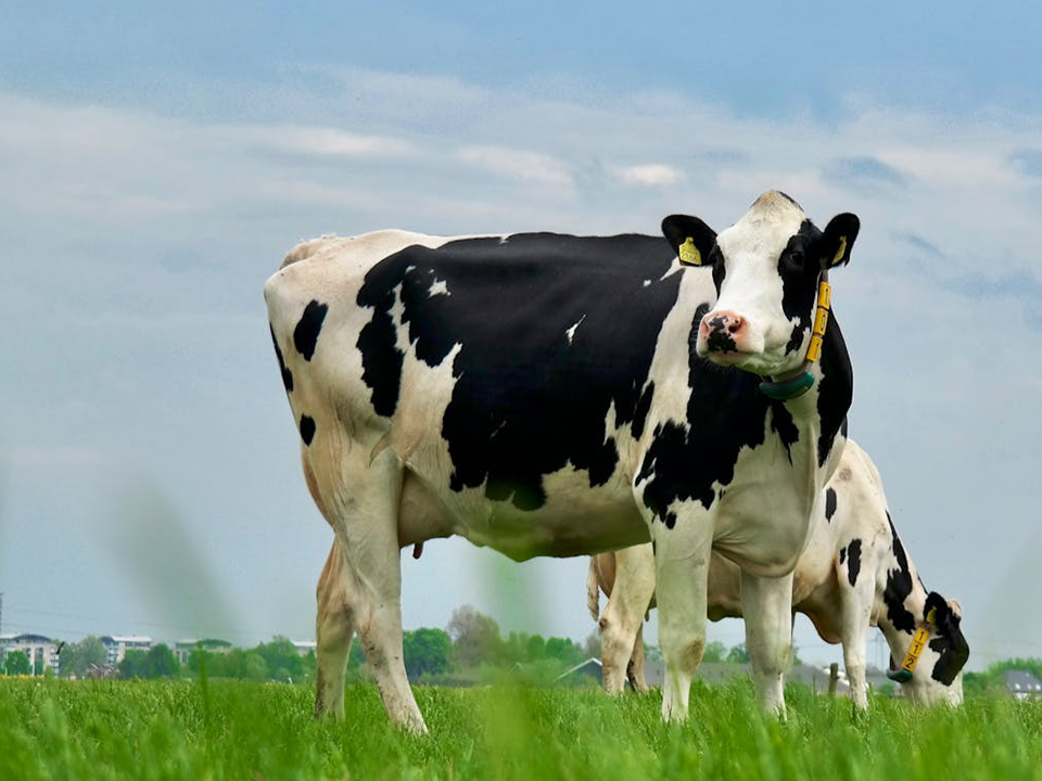 Milking the Future: How Milk ATMs Are Revolutionizing Dairy Farming in Kenya